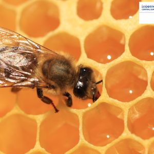 V soboto vabljeni na VELIKO JESENSKO TRŽNICO