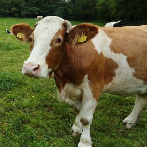 VABILO NA PREDAVANJE: Smernice za uspešno prirejo mleka v trenutnih klimatskih razmerah