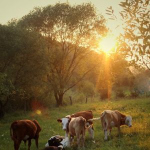 Značilnosti in prednosti ekološke živinoreje in Trženje ekološkega mesa