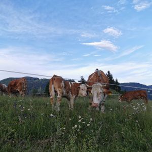 Prehod na sonaravno oskrbo s hrano