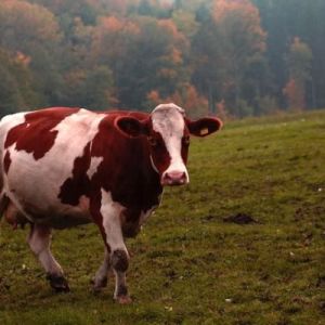 Vabilo na strokovni živinorejski posvet