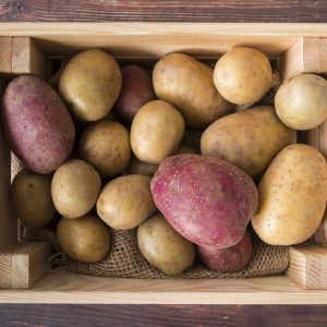 STROKOVNO PREDAVANJE:  Pridelovanje krompirja ali kako pridelamo »debel krompir«?