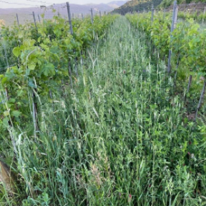 Ogled dobre prakse zelenega gnojenja - Prehod na sonaravno oskrbo s hrano 