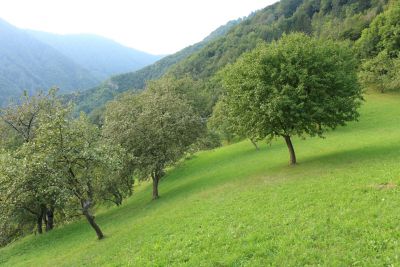 LUIGI 7a8be0b482da9236b18b2fd3499da77f1ea8729b1589972113.JPG