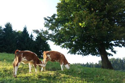 Odprta vrata kmetij a4e30793eebd54be0fc27a74e14f55f969ba7afb1590739501.JPG