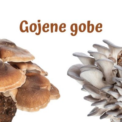 e- knjižici Med-o-vite jedi in Gojene gobe - gojene-gobe-jpg.jpg