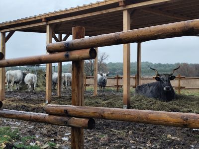 Mednarodno srečanje projekta Central-BIC na Kamenjaku - img-20260128-091821-jpg.jpg