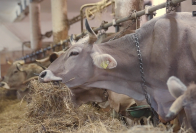 Trajnostno prehranjevanje in sonaravno kmetovanje na območju LAS s CILjem - Prehod na sonaravno oskrbo s hrano  - kranjc3-png.png