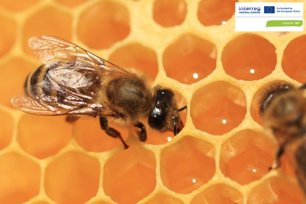 V soboto vabljeni na VELIKO JESENSKO TRŽNICO