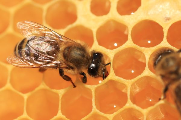 BFestival - Moč znanosti za ohranjanje biotske raznovrstnosti