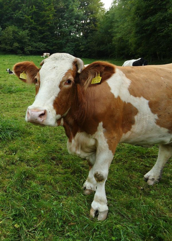 VABILO NA PREDAVANJE: Smernice za uspešno prirejo mleka v trenutnih klimatskih razmerah