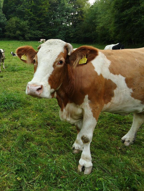 Vabilo na delavnico za izdelavo biovarnostnih načrtov