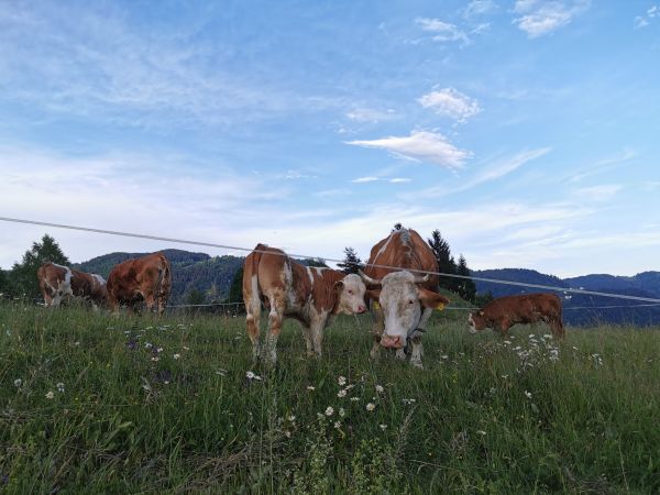 Prehod na sonaravno oskrbo s hrano