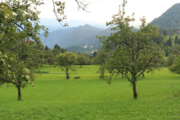 Oživitev travniških sadovnjakov - Vabilo na delavnico o oskrbi visokodebelnih sadovnjakov