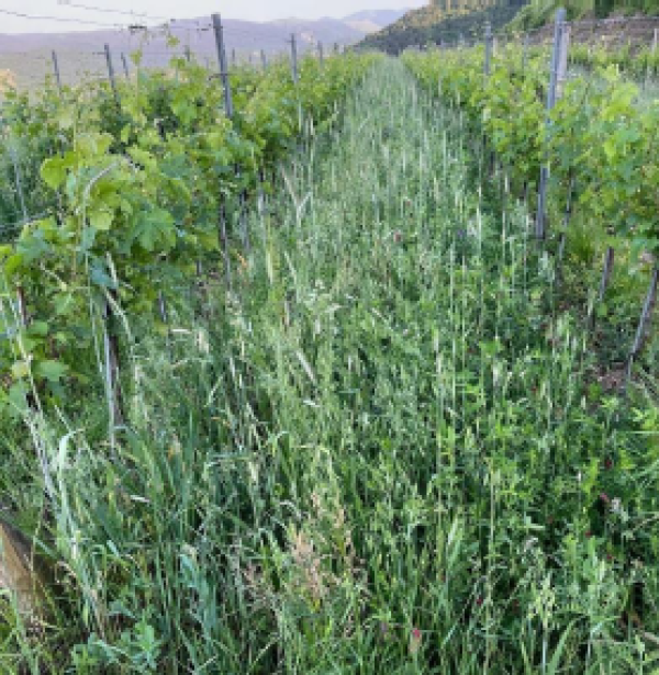 Ogled dobre prakse zelenega gnojenja - Prehod na sonaravno oskrbo s hrano 